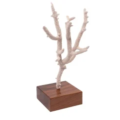 Acropora Nobilis Coral on Walnut Base