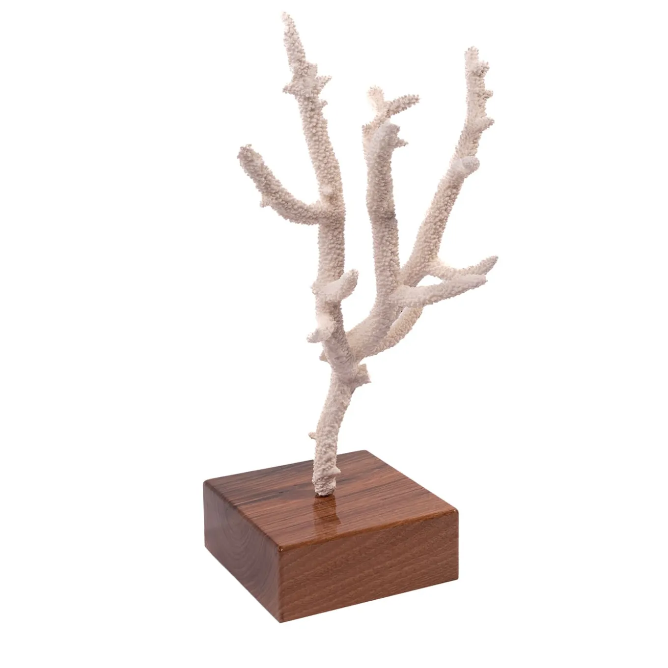 Acropora Nobilis Coral on Walnut Base