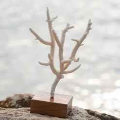 Acropora Nobilis Coral on Walnut Base