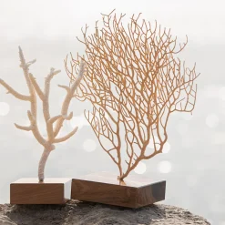 Acropora Nobilis Coral on Walnut Base