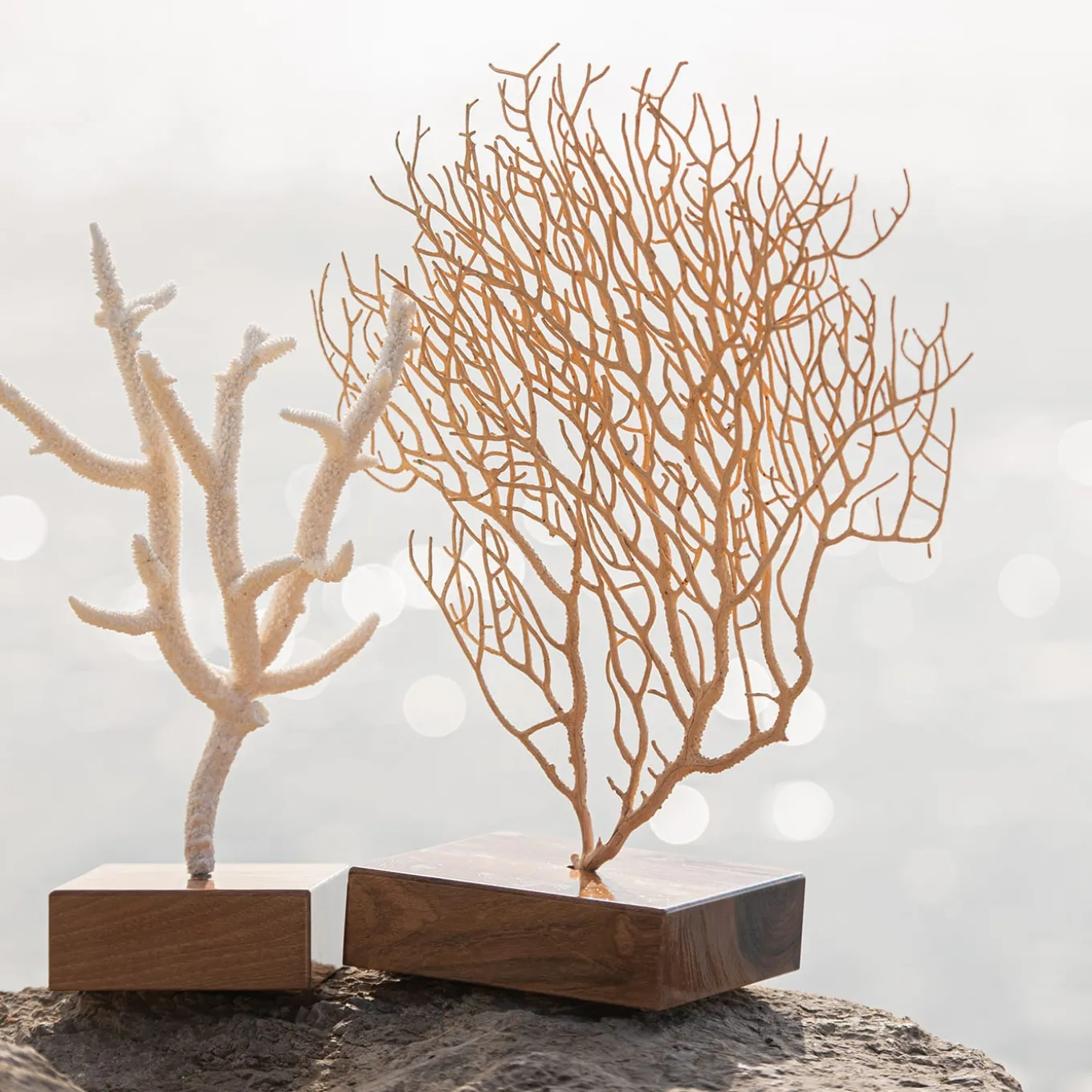 Acropora Nobilis Coral on Walnut Base