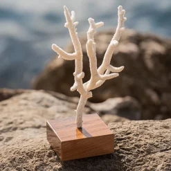 Acropora Nobilis Coral on Walnut Base