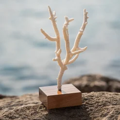 Acropora Nobilis Coral on Walnut Base