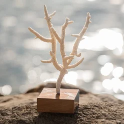 Acropora Nobilis Coral on Walnut Base