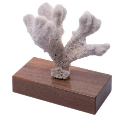 Acropora Palifera Coral on Walnut Base