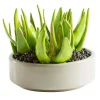 Aloe Ceramic Plant d.22cm
