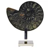 Ammonite Black Sculpture
