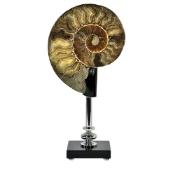 Ammonite on Glass and Nickel-Plated Brass base