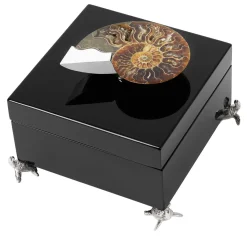 Black Box with Ammonite
