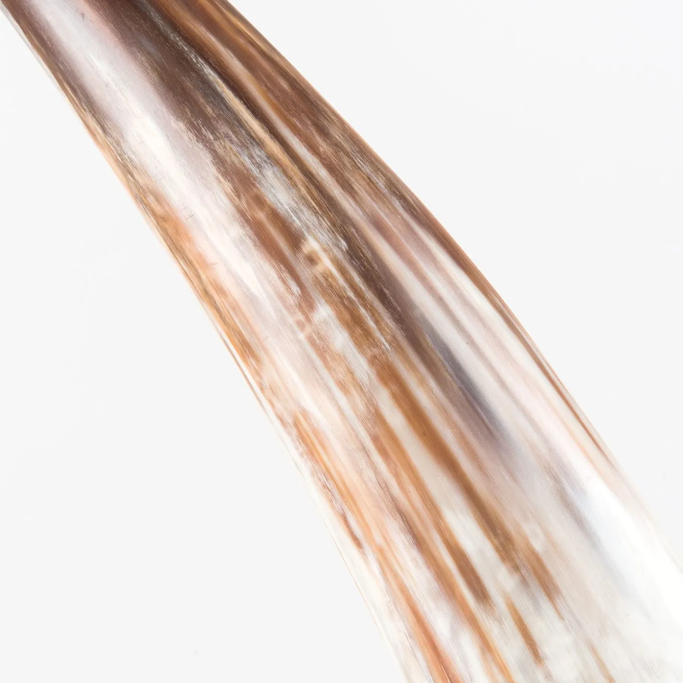 Buffalo Horn Decorative Sculpture