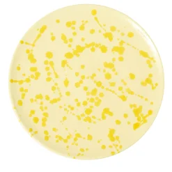 Cream and Yellow Ceramic Decorative Plate