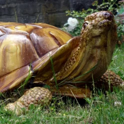 Giant Tortoise Sculpture