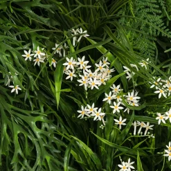 Meleda Outdoor Vertical Greenery Composition