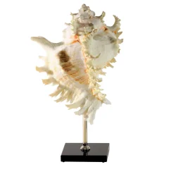 Murex Shell Pedestal Sculpture