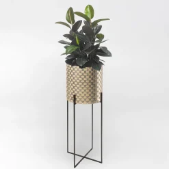 Nexum Optical 80 Gold Chachepot