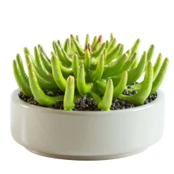 Piovra Ceramic Plant d.29