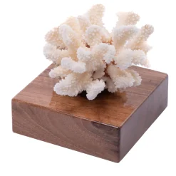 Pocillopora Meandrina Coral on Walnut Base
