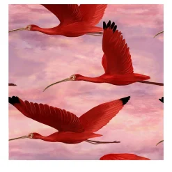 Scarlet Ibis Bird at Sunset Wallpaper