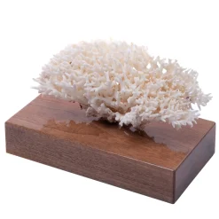 Seriatopora Istrix Coral on Walnut Base