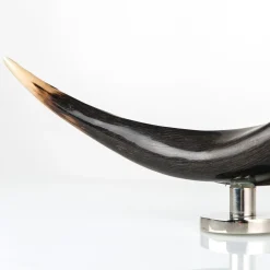 Zebu Horn Decorative Sculpture