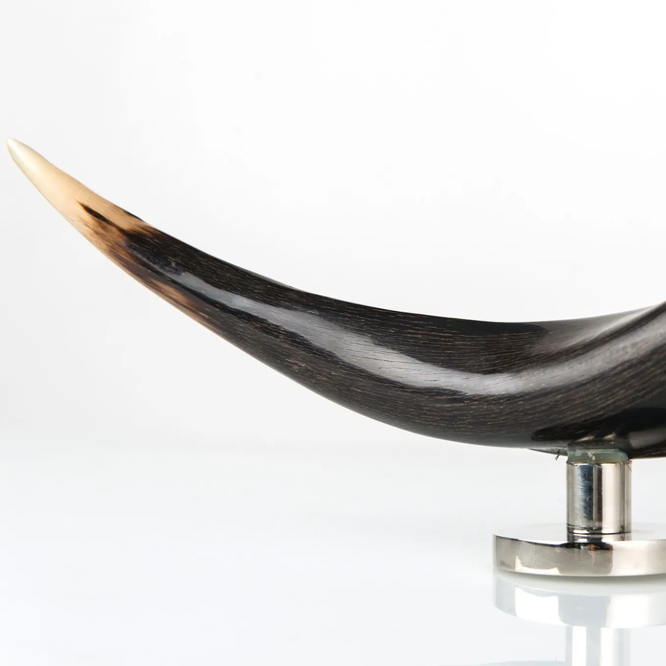 Zebu Horn Decorative Sculpture